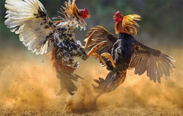 Hướng Dẫn Cách Chơi Đá Gà WS168 Tại F168 Chi Tiết Cho Người Mới